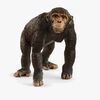 Schleich 14883 Schimpans