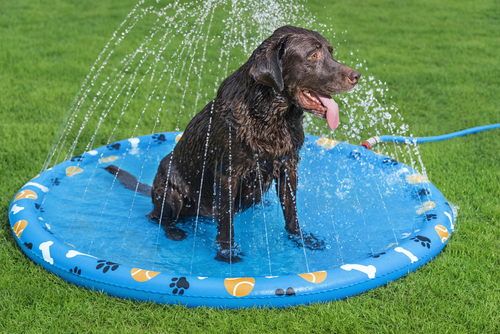 Bestway Djurpool Fetchin' Fun