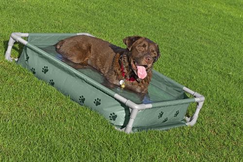 Bestway Djurpool Fetchin' Fun 2-i-1